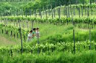 Therese, Peter and Paul walk through the Petrucco vineyard